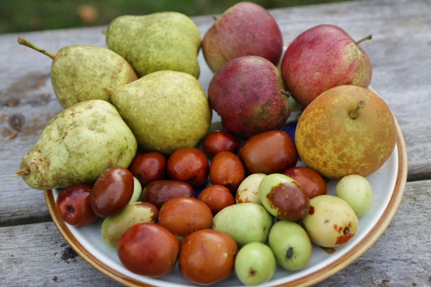 European pears, apples, Asian pear, and jujubes.