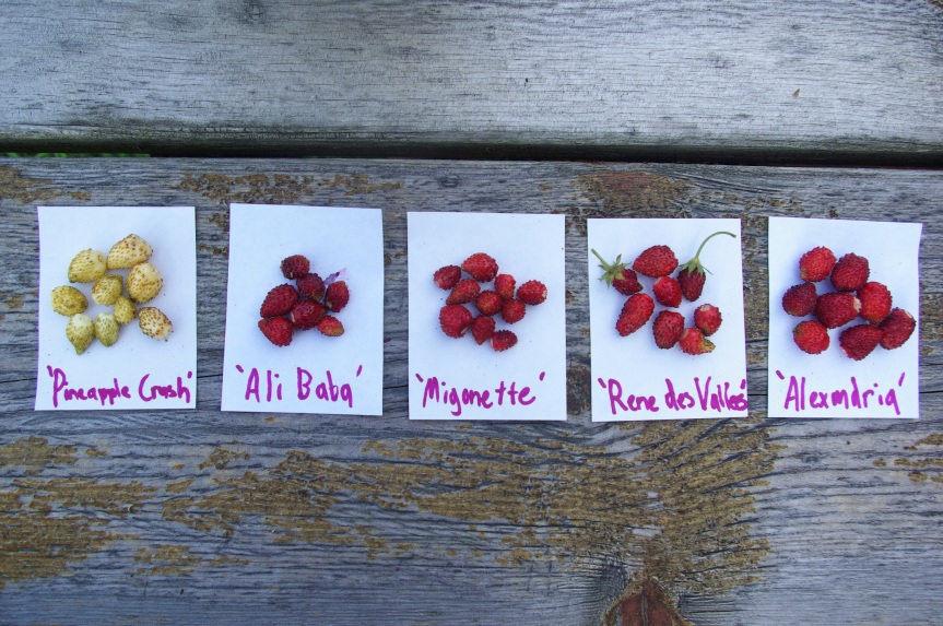 Flavor variation is rather subtle amongst cultivars, however productivity and berry size do vary quite a bit. 
