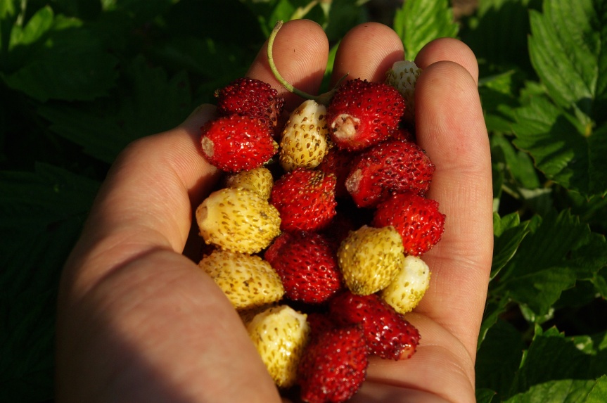 Alpine strawberries come in red, white, and yellow! 