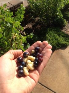 And a handful of deliciousness...free for the picking! We're scheming more and more PUBLIC edible landscapes. 