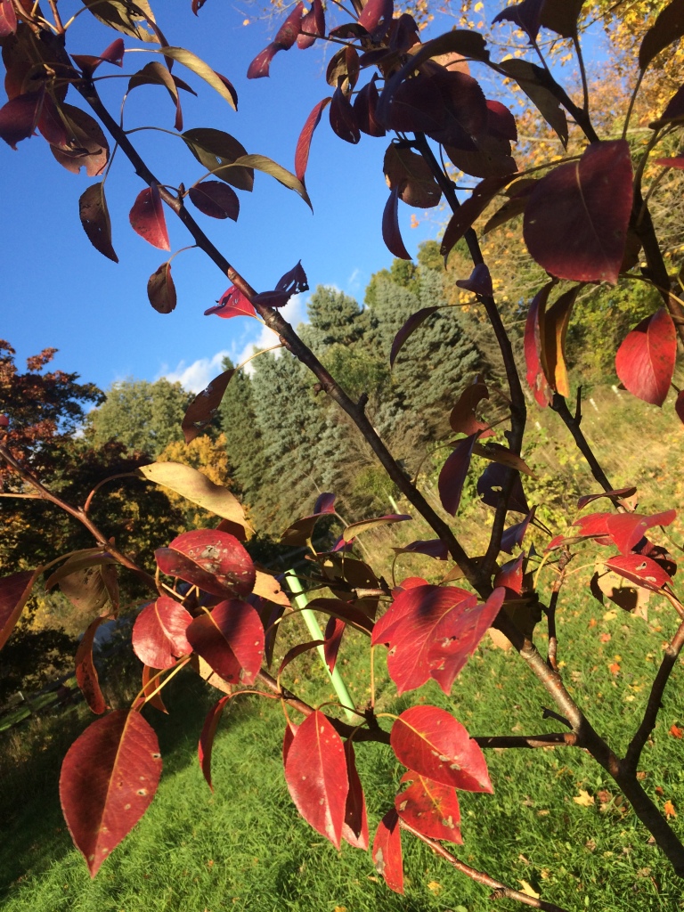 Stunning crimson foliage on this young 'Seckel' pear.